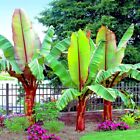 5 Red Abyssinian (Musa Ensete ventricosum) False Banana Plant Tree Seeds RARE