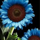 25 Blue Sunflower Seeds Plants Garden Plants bonsai rare flower colorful organic