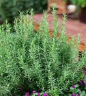 50+Rosemary seeds Evergreen shrub Culinary Perennial Garden Container Herb USA